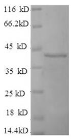 SDS-PAGE (SEPP1-802H).jpg